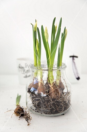 Narzissen mit Knospen und Wurzeln im Glas – Bild kaufen ...