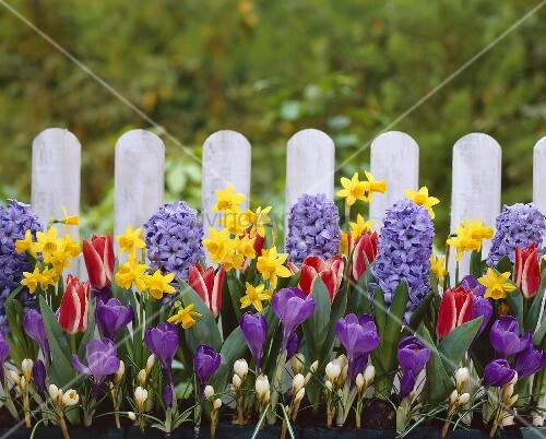 Blumenkasten mit verschiedenen Frühlingsblumen vor Gartenzaun – Bild