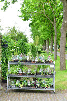 Immagine N°: 14321502