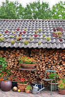 Immagine N°: 14321504