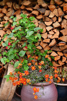 Immagine N°: 14321506