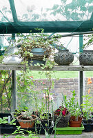 Immagine N°: 14321510