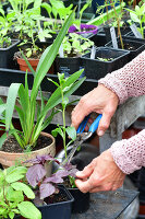 Immagine N°: 14321514