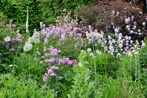 Immagine N°: 14321526