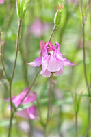 Immagine N°: 14321532