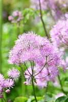 Immagine N°: 14321534