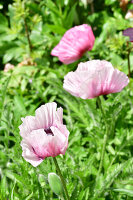 Immagine N°: 14321536