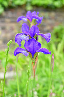 Immagine N°: 14321546