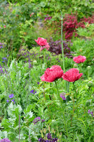 Immagine N°: 14321548