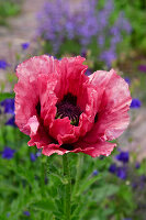 Immagine N°: 14321560