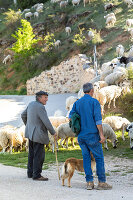 Immagine N°: 14404548