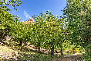 Immagine N°: 14404592