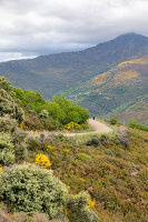 Immagine N°: 14404594