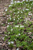 Zdjęcie numer: 14414086