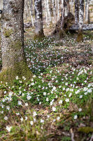 Zdjęcie numer: 14414840