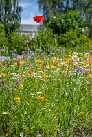 Immagine N°: 14509786