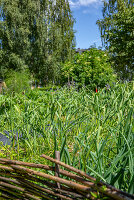 Immagine N°: 14509788