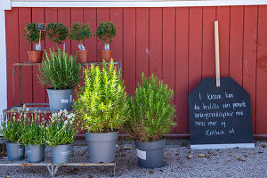 Immagine N°: 14509802