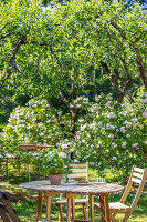 Immagine N°: 14509822