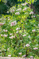 Immagine N°: 14509828