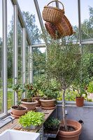 Immagine N°: 14509832