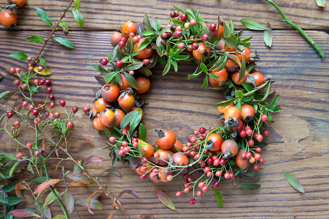 Discover Rose Hips