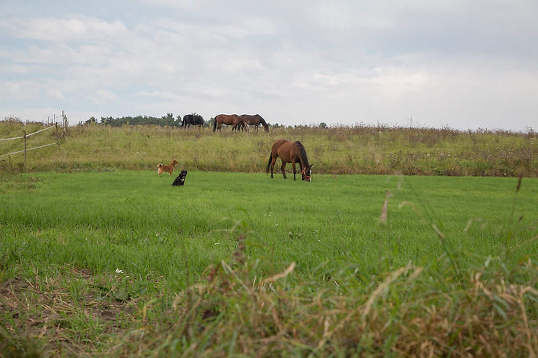 Zeitzeuge in neuem Gewand – Features kaufen – 13177996 living4media