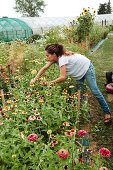 Sustainable Flower Farm