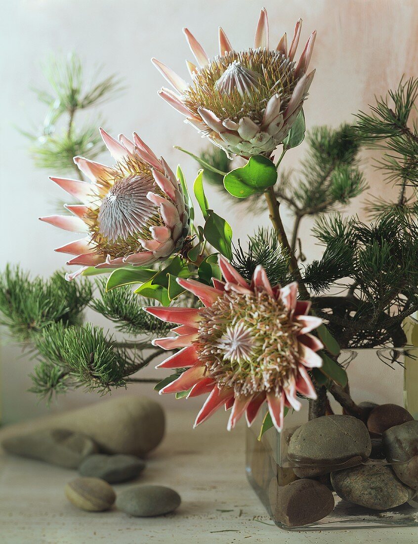 Christmas arrangement of protea and pine branches