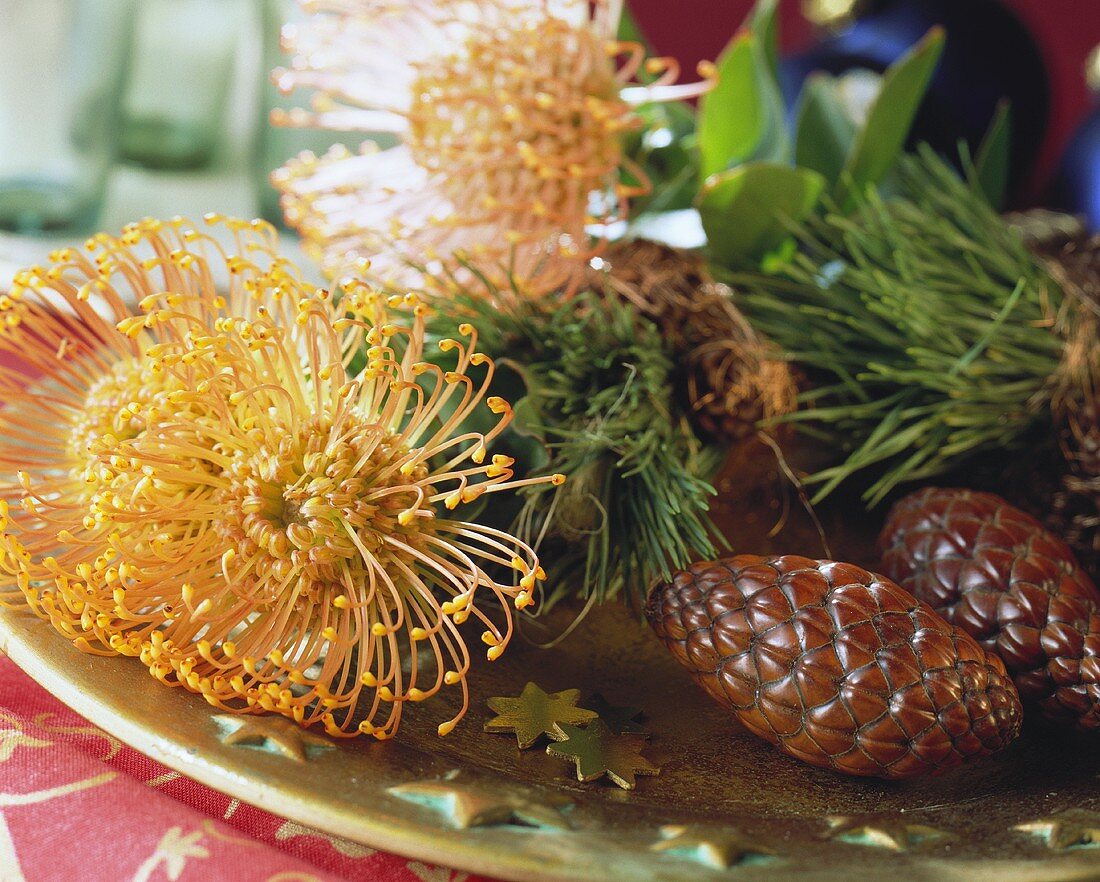Christmas arrangement of pincushion protea and pine
