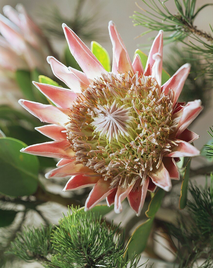 Christmas arrangement of protea and pine