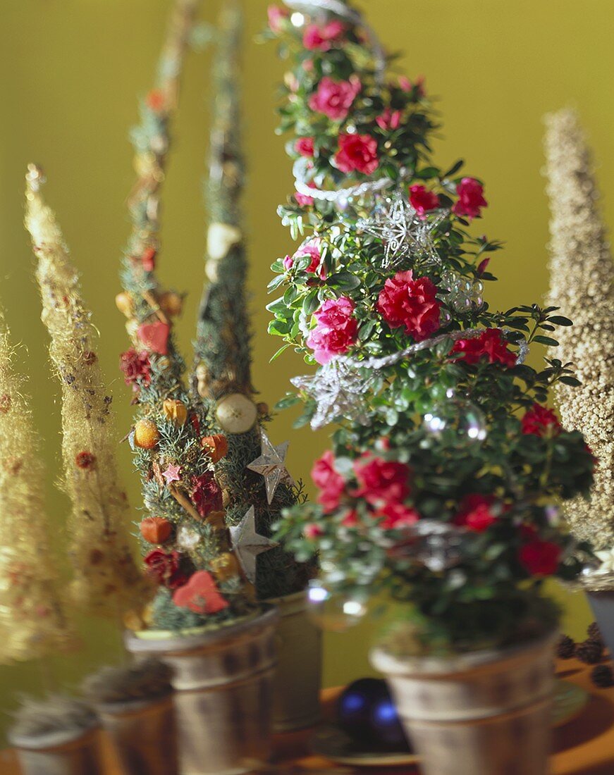 Christmas arrangements (Azalea plants)