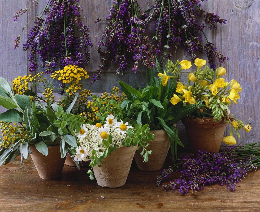 Lavender, tansy, ribwort plantain, evening primrose, chamomile, sage