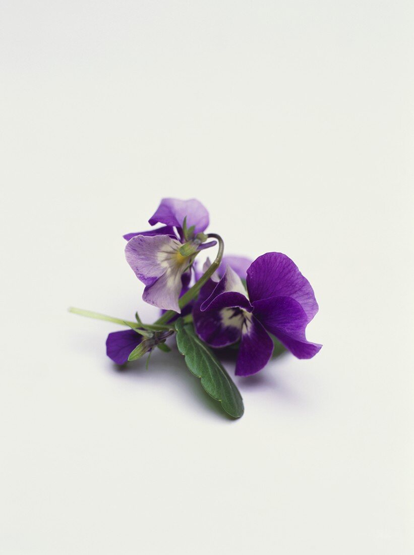 Violets (also wine bouquet)