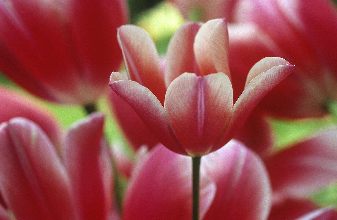 Bi-coloured tulips