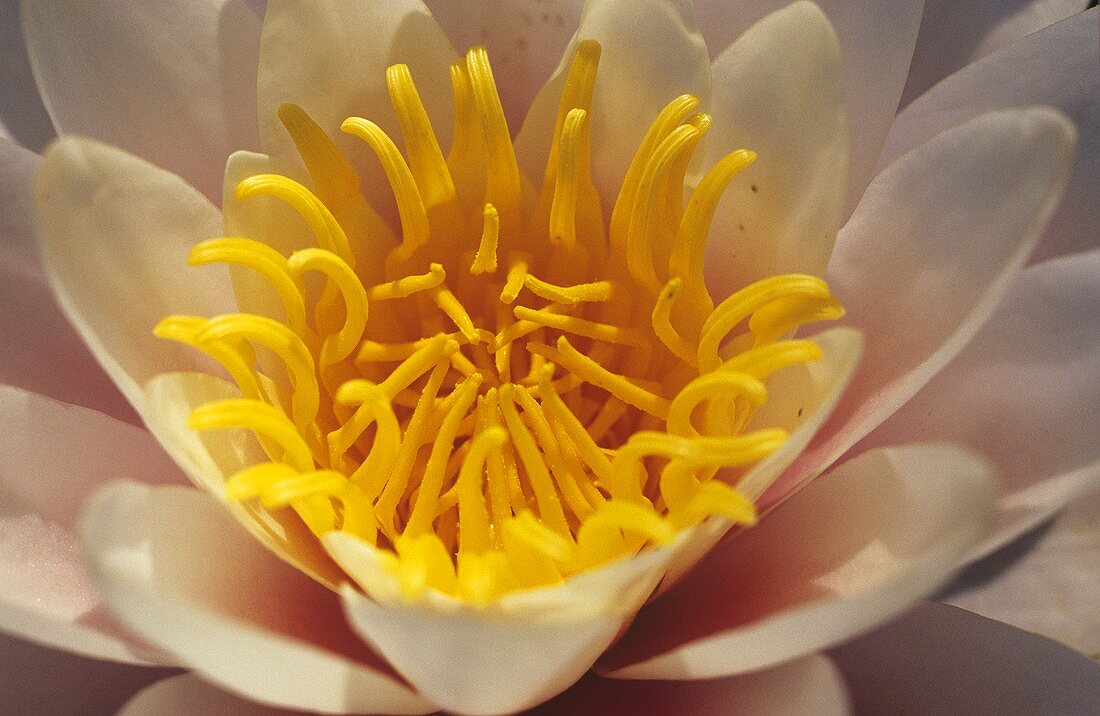 A white water lily