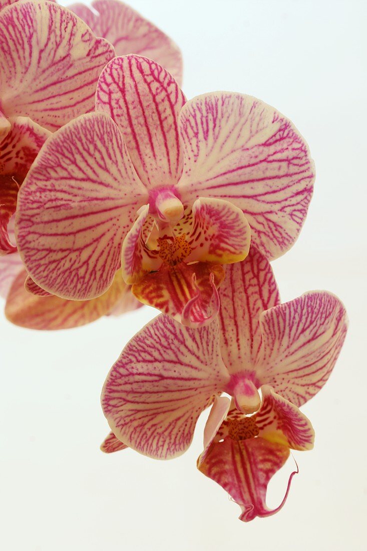 Orchideen