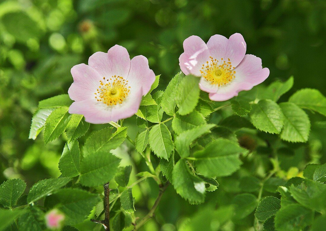 Two wild roses
