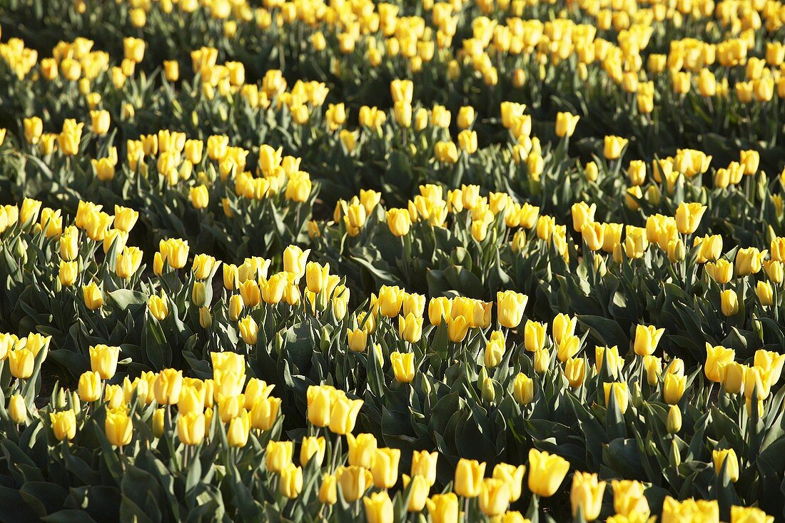 Reihen mit gelben Tulpen