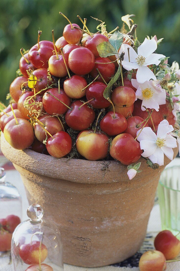 Ein Blumentopf mit Zieräpfeln