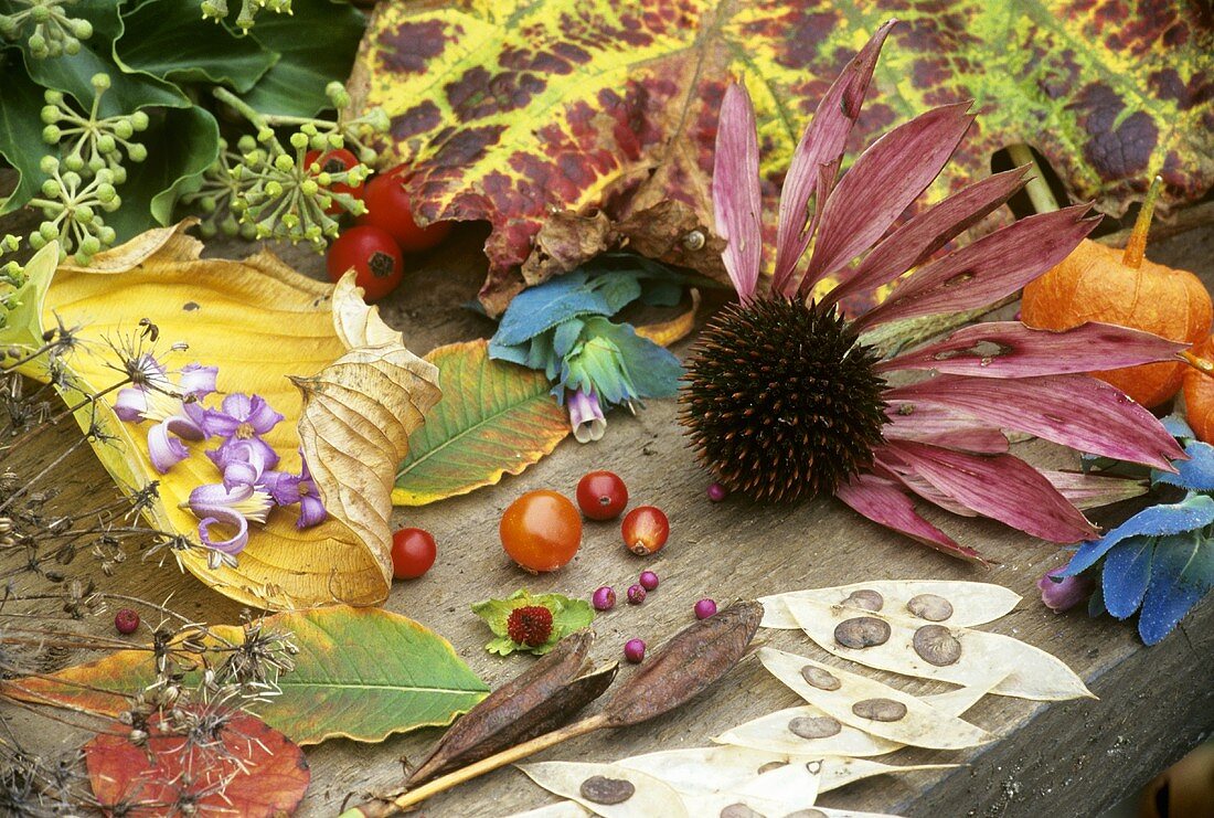 Herbststillleben mit Blumen, Blättern und Samenständen