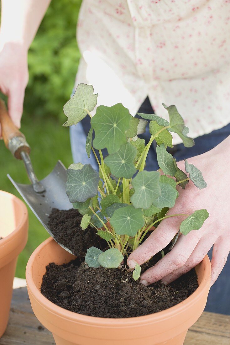 Planting nasturtium in flowerpot