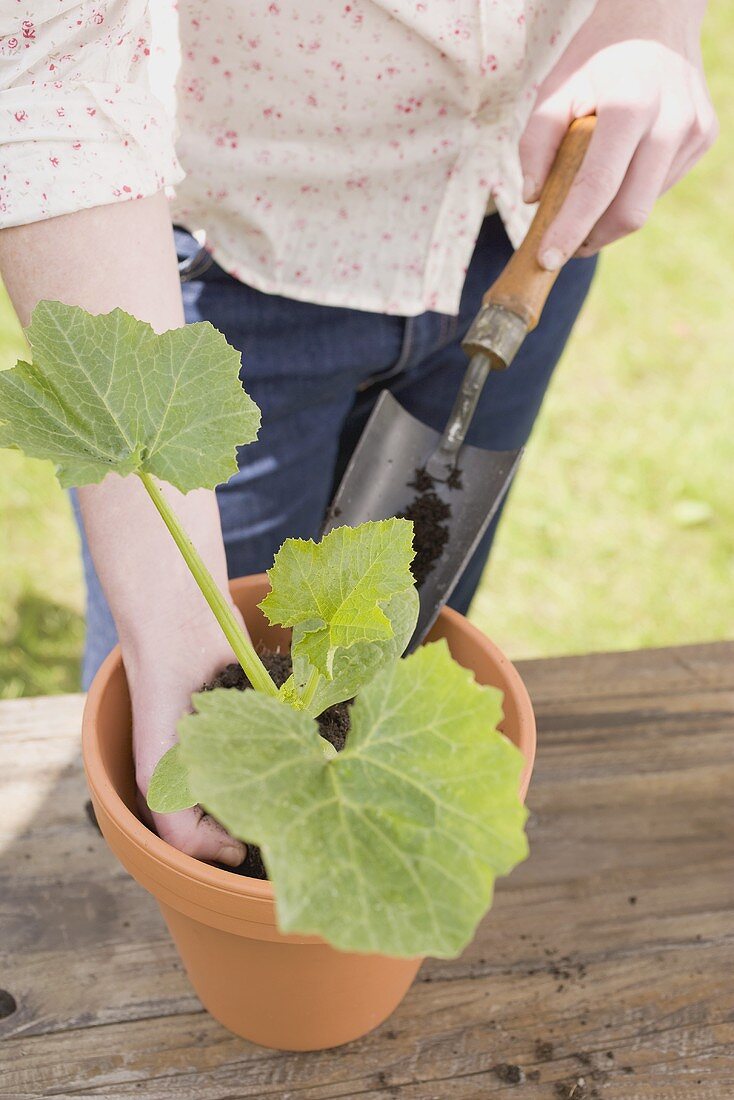 Young woman planting a courgette plant