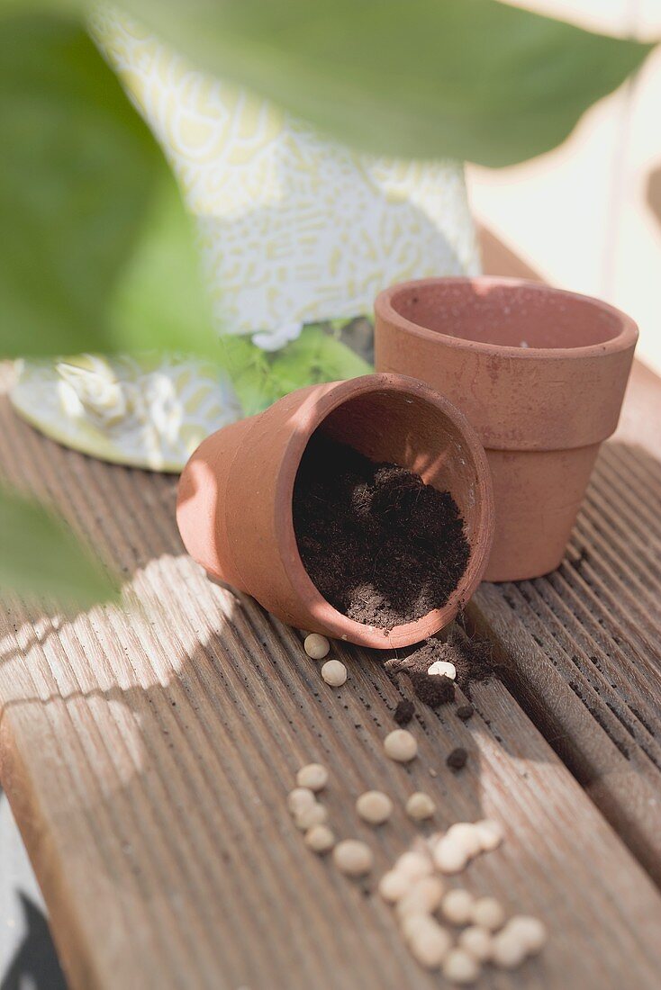 Seeds and small terracotta pots (out of doors)