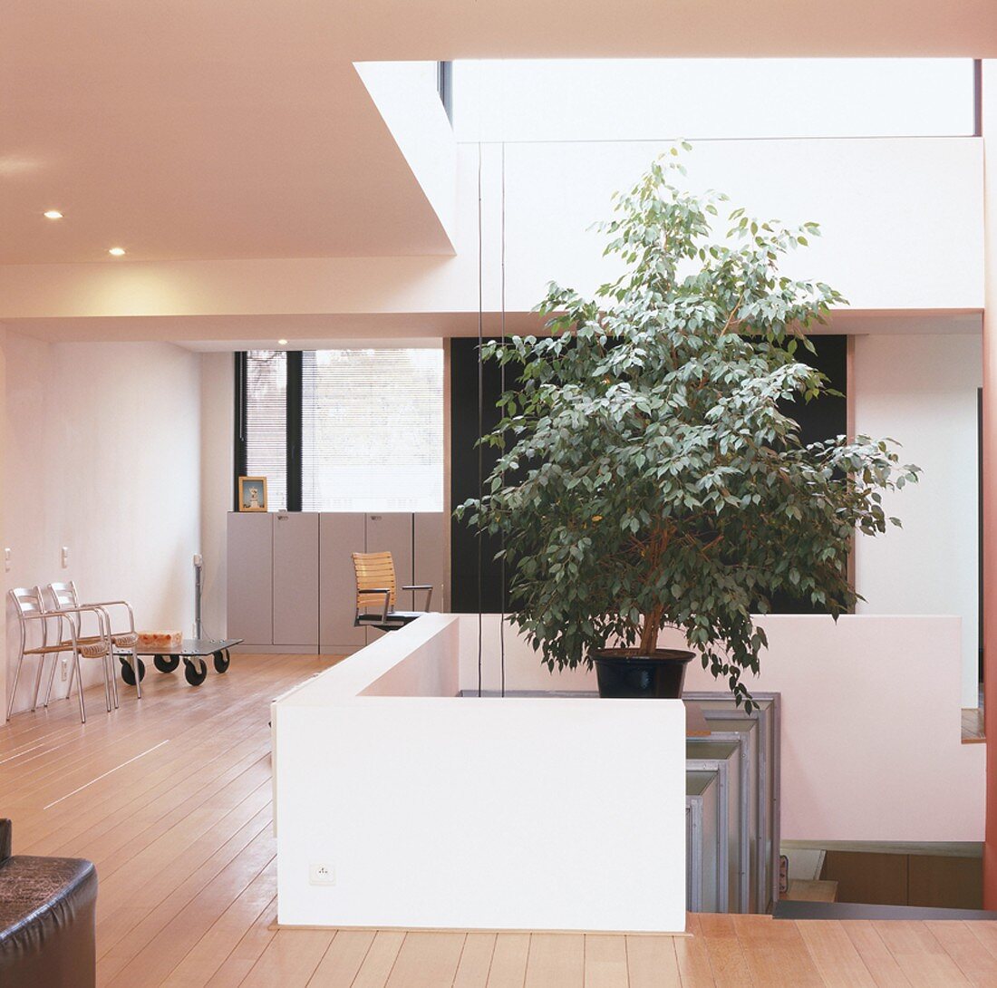 Benjamin-Baum unter Dachöffnung einer Galerie-Wohnung