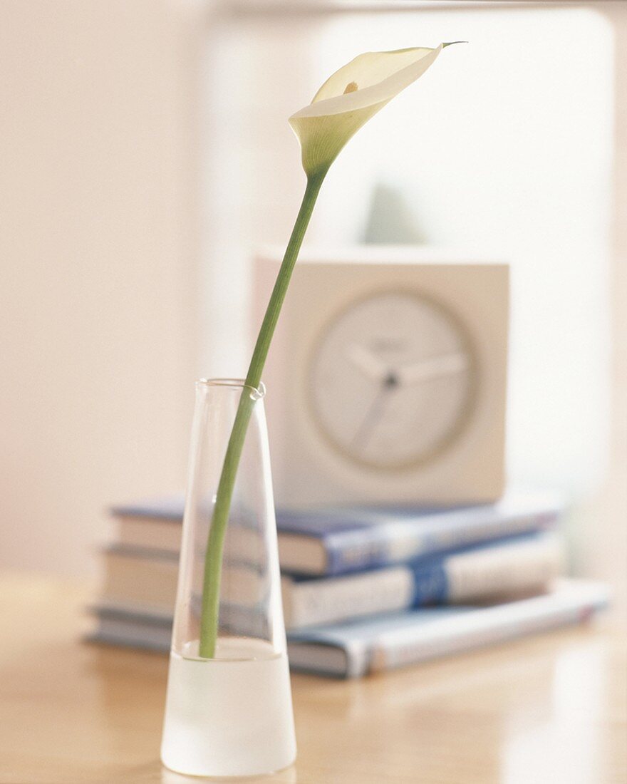 Calla lily in vase
