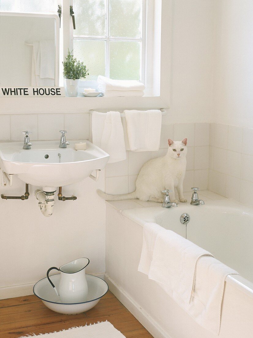Eine weiße Katze am Rand einer Eckbadewanne