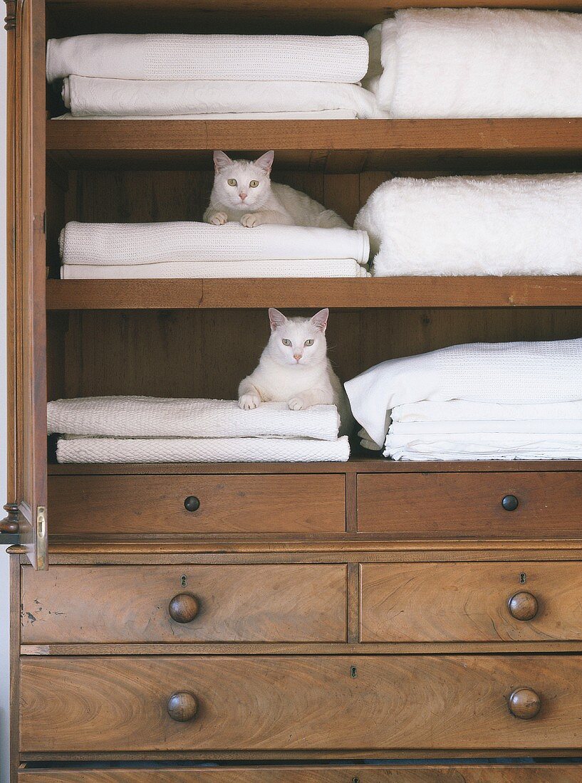 Zwei weiße Katzen im Schrank mit Badetüchern