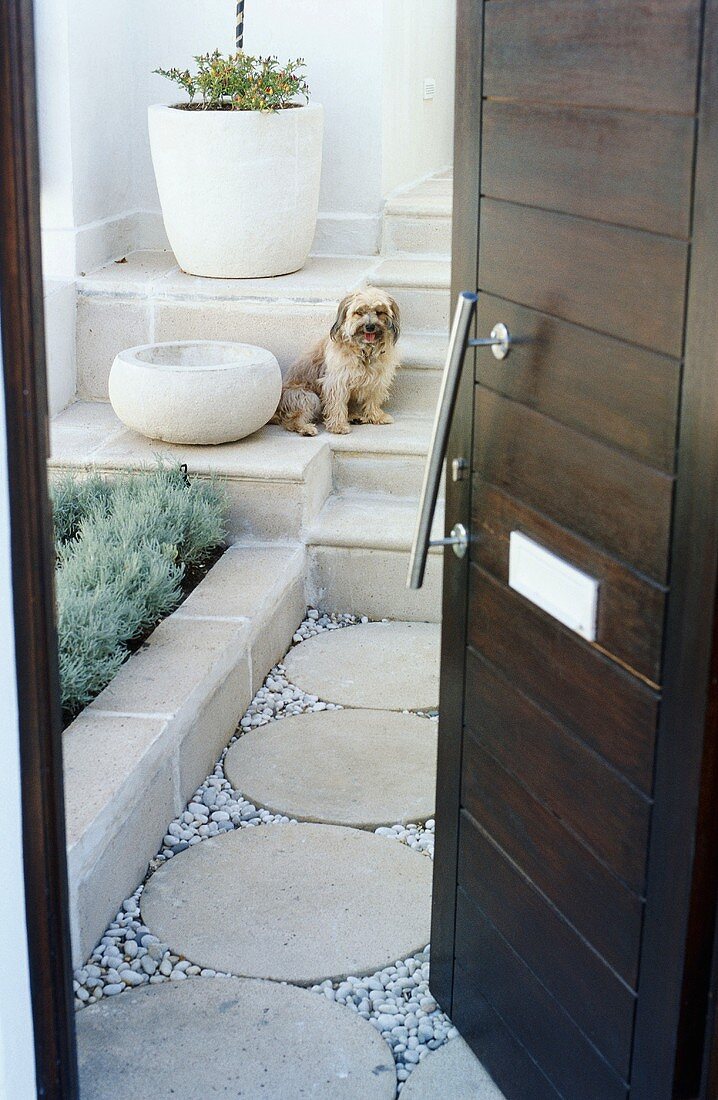 Kleiner Hund sitzt vor offener Haustür auf der Treppe