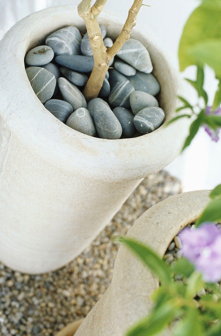 Pebbles in planter